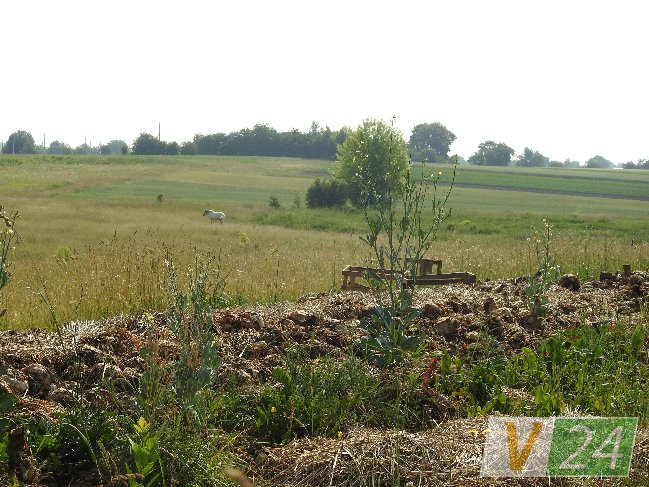 Волинське село засмерділося гнилою капустою. ФОТО