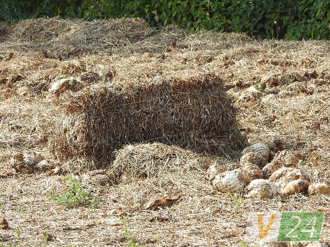 Волинське село засмерділося гнилою капустою. ФОТО