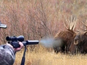 На Волині поранений браконьєрами лось прибіг на подвір’я до людей