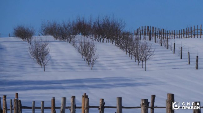 Директор «Луцькспецкомунтрансу» не вказав у декларації квартиру, авто і бізнес з фундуком – розслідування
