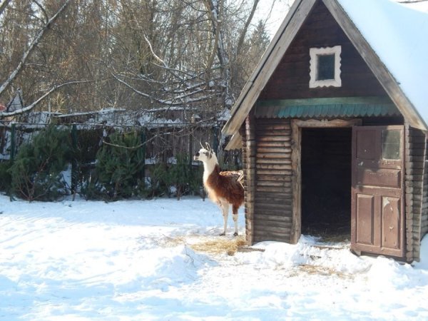 Зима в Луцькому зоопарку. ФОТО