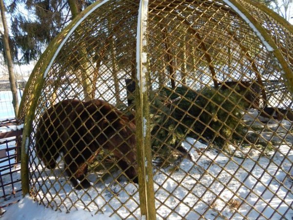Зима в Луцькому зоопарку. ФОТО