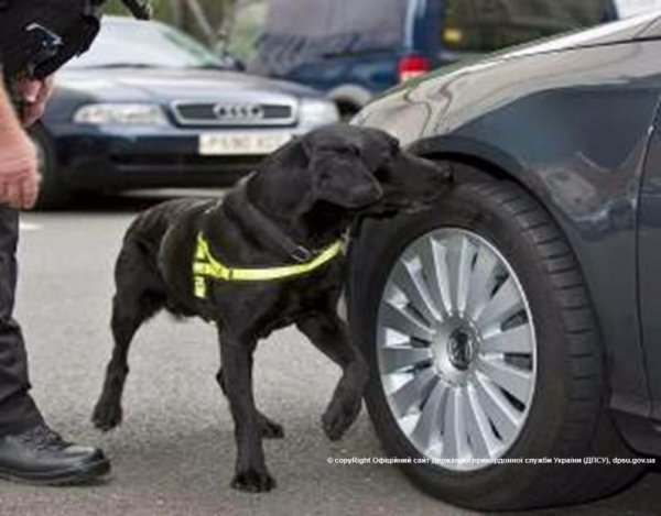 Волинянин через кордон намагався перевезти таблетки наркотичної дії. ФОТО