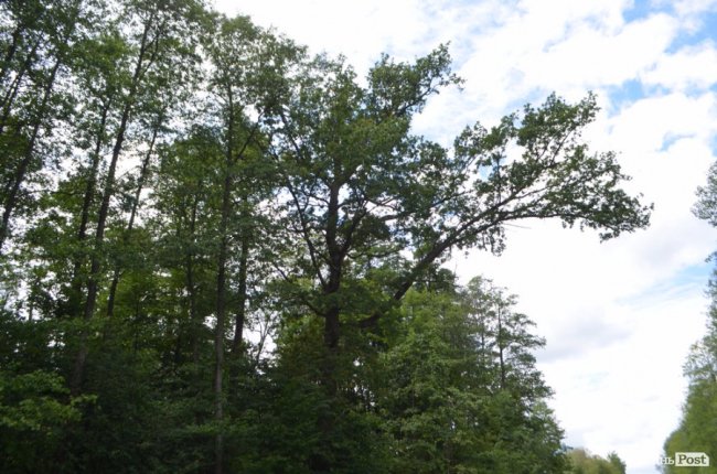 Цуманська пуща