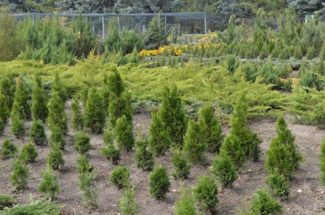 Поляки приїхали на Волинь вчитися вирощувати ліси. ФОТО