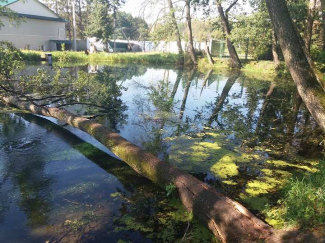 На Волині в знаменитому джерелі - дохла форель