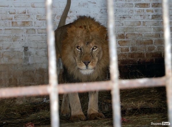 Як гріються тварини у Луцькому зоопарку. ФОТО