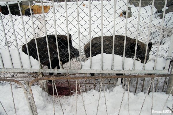 Як гріються тварини у Луцькому зоопарку. ФОТО