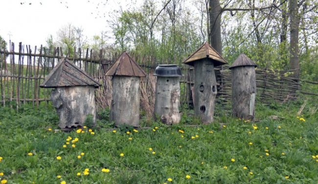 Як у часи Київської Русі: під Луцьком відродили древнє бортництво