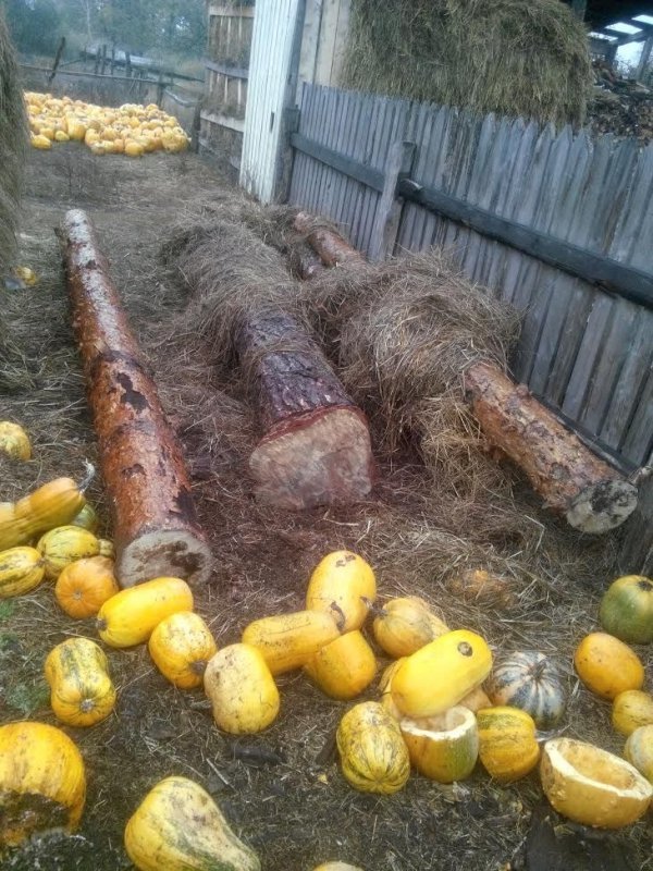 У лісових злодіїв на Волині вилучили ще бурштин і набої. ФОТО