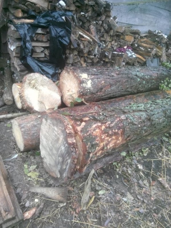 У лісових злодіїв на Волині вилучили ще бурштин і набої. ФОТО