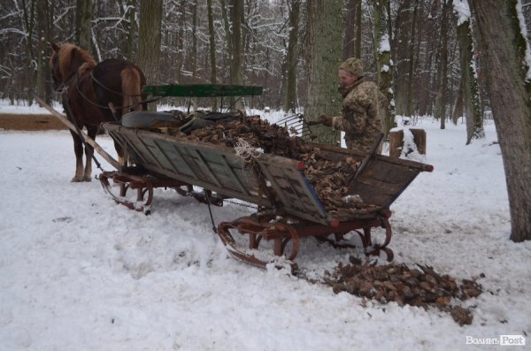 Вполювати оленя на Волині коштує більше двох тисяч гривень. ФОТО