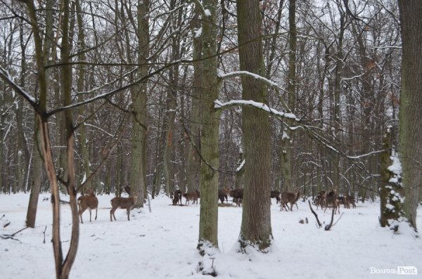 Вполювати оленя на Волині коштує більше двох тисяч гривень. ФОТО