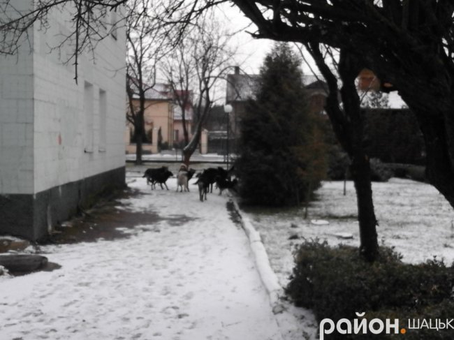 У райцентрі на Волині зграя псів нападає на людей, - ЗМІ