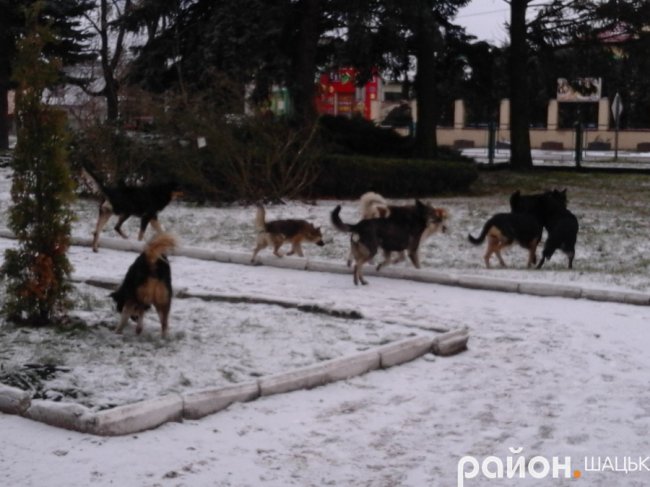 У райцентрі на Волині зграя псів нападає на людей, - ЗМІ