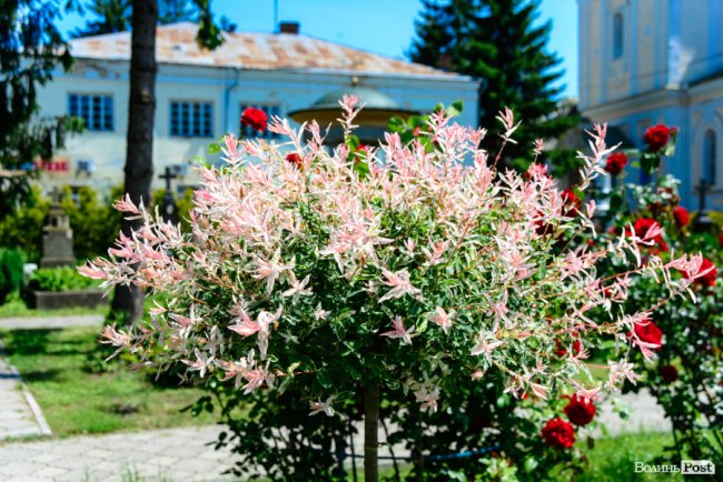 Літні пахощі: головний собор Луцька тоне в трояндах. ФОТОРЕПОРТАЖ