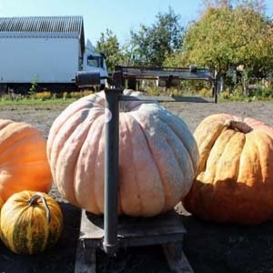 Волинянин виростив гарбуза-велетня. ФОТО