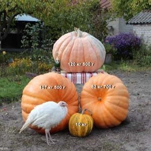 Волинянин виростив гарбуза-велетня. ФОТО