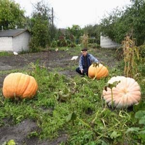 Волинянин виростив гарбуза-велетня. ФОТО