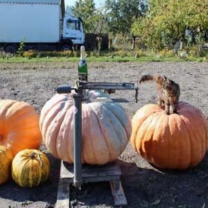 Волинянин виростив гарбуза-велетня. ФОТО