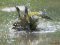 Луцький фотограф «вполював» птаха під час купання: 7 чарівних світлин
