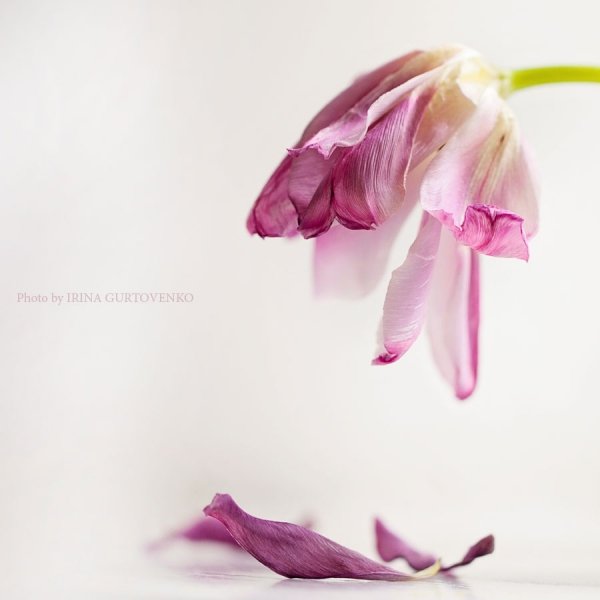 Фотовиставка Ірини Гуртовенко