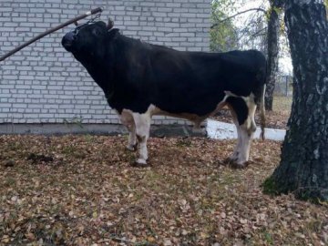 На Волині закриваються пункти штучного осіменіння 