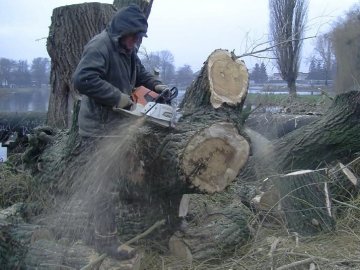 Поблизу Теремнівських ставків викорчовують аварійні дерева. ВІДЕО
