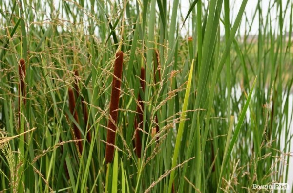 Відпочинок під Луцьком. Боголюби. ФОТО