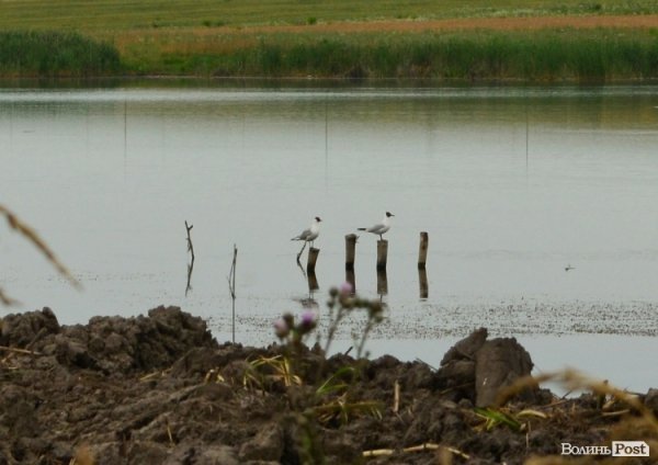 Відпочинок під Луцьком. Боголюби. ФОТО