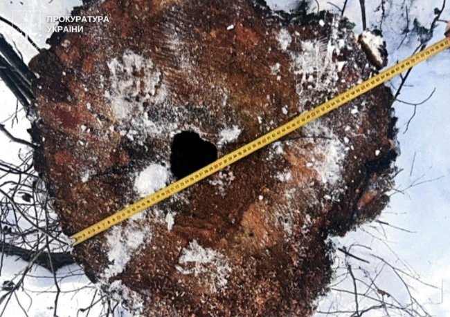 На Волині у нацпарку -  незаконна рубка дерев на мільйони: судитимуть майстра лісу