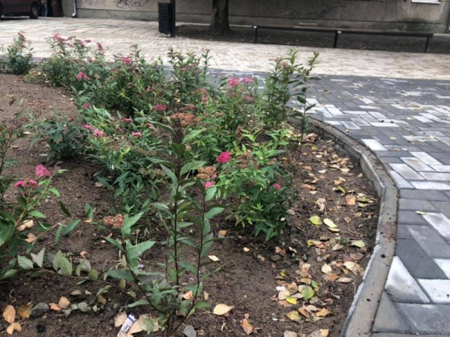 У Луцьку озеленюють новий сквер на проспекті Волі. ФОТО