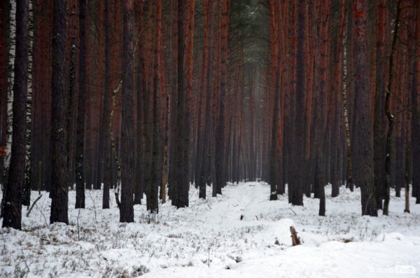 Як у «Цуманській пущі» рахували зубрів 