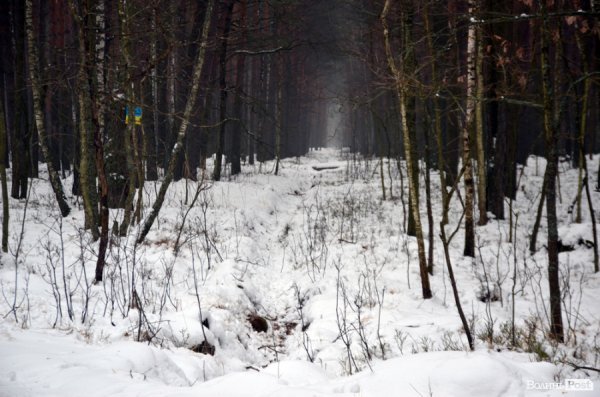 Як у «Цуманській пущі» рахували зубрів 