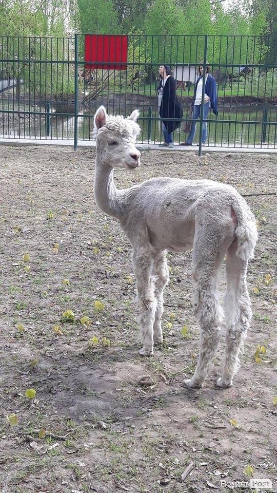 У Луцькому зоопарку поповнення. ФОТО