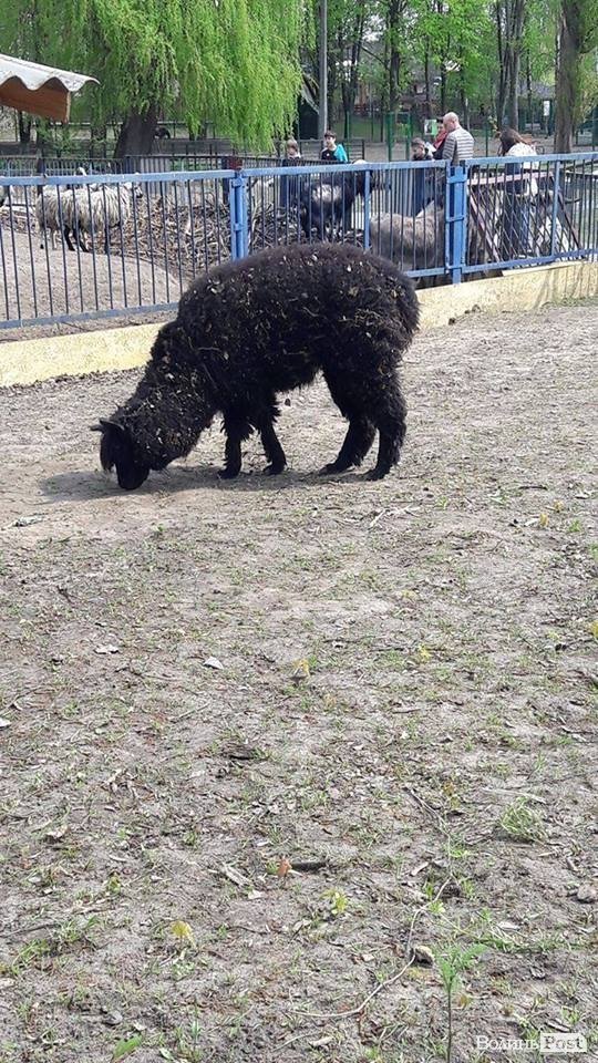 У Луцькому зоопарку поповнення. ФОТО