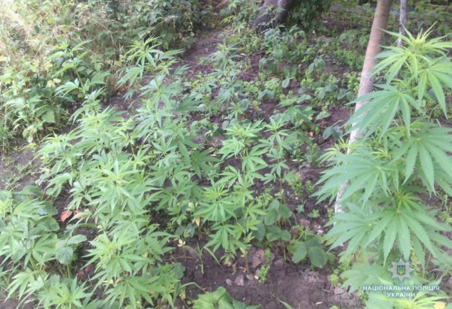 На Волині виявили посіви конопель. ФОТО