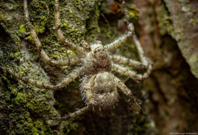 Волинський фотограф опублікував неймовірні макросвітлини комах та рослин
