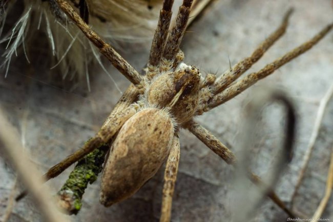 Волинський фотограф опублікував неймовірні макросвітлини комах та рослин