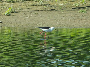 Волинський фотограф показав рідкісну пташку. ФОТО