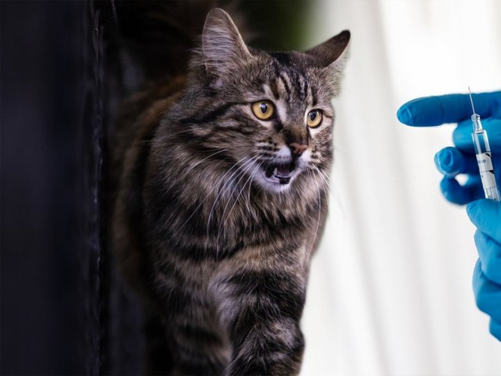 Сказ на Волині: найбільше звернень щодо укусів тварин цьогоріч зафіксували в Луцькому районі