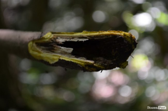Коркове дерево та величні дуби: як на Волині приживаються «незвичні» дерева