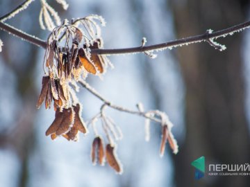 Мерехтливий сніг і кришталевий іній: Луцьк опинився у морозному полоні. ФОТО