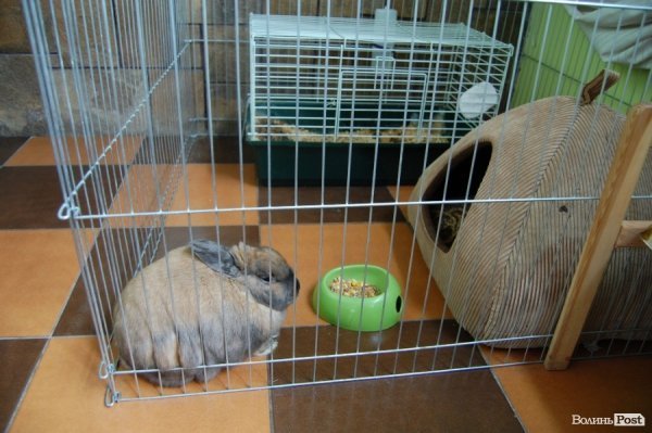 «Покоління лайму». Смачного Луцька!