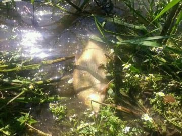 Масова загибель риби в Стиру: поліція відкрила кримінал та допитуватиме працівників «Луцькводоканалу»