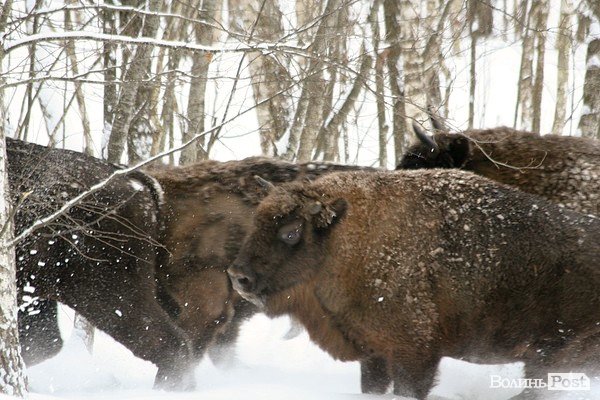 Волинські лісівники показали живих зубрів. ФОТО