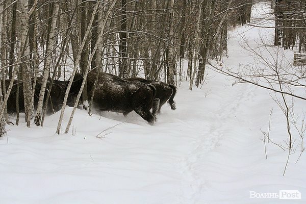 Волинські лісівники показали живих зубрів. ФОТО
