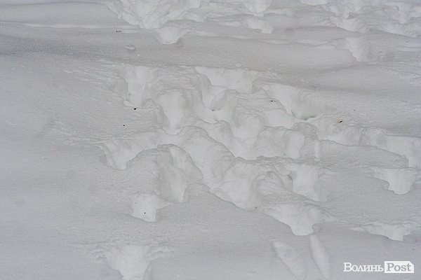 Волинські лісівники показали живих зубрів. ФОТО