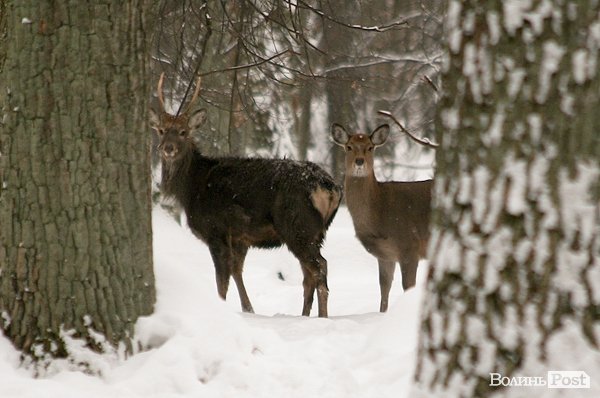 Волинські лісівники показали живих зубрів. ФОТО