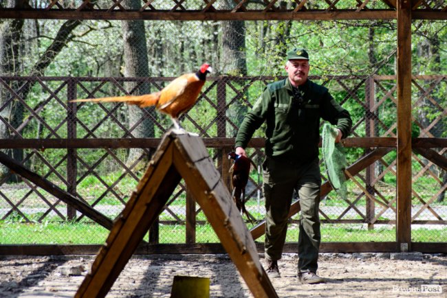 Пернатий «випускний»: на Волині у дику природу випустили фазанів. ФОТОРЕПОРТАЖ